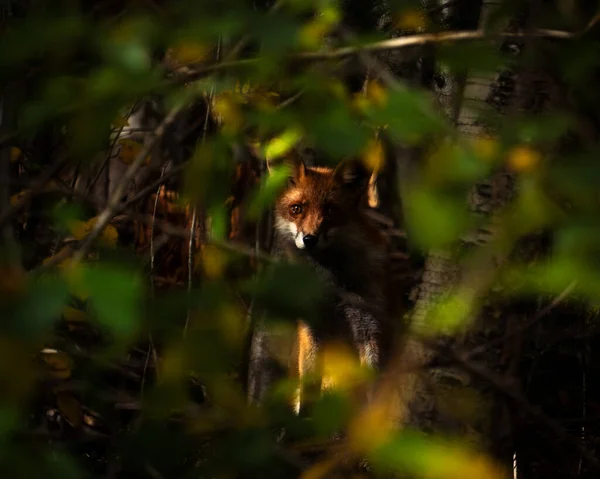 狐狸通过森林中的树叶捕获的狐狸 — 图库照片