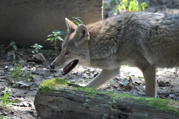 Kojot Spacerujący Pustyni — Zdjęcie stockowe