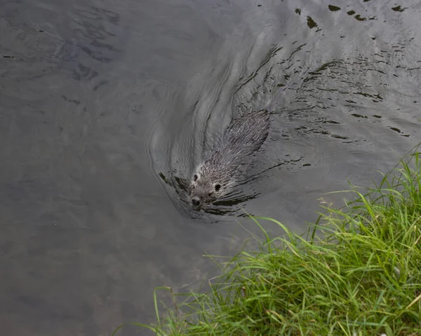 Amerrican Nutria Myocastor Coypus Vízszintes Fotója — Stock Fotó