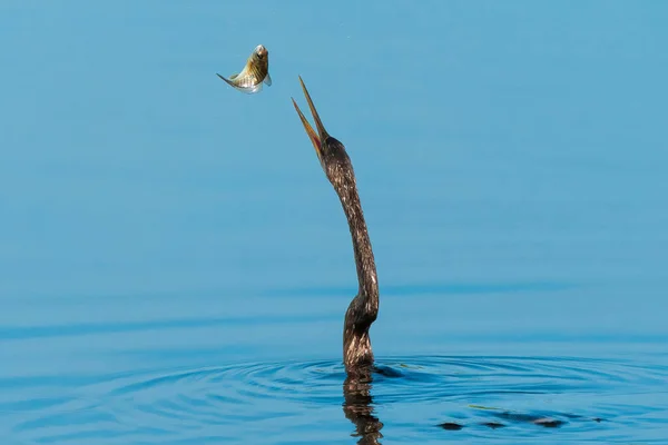 Closeup Shot Darter Bird Reaching Catch Fish Lake — Stock Photo, Image