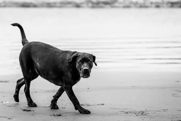 Egy Chesapeake Bay Visszahozó Szürkeárnyalata — Stock Fotó