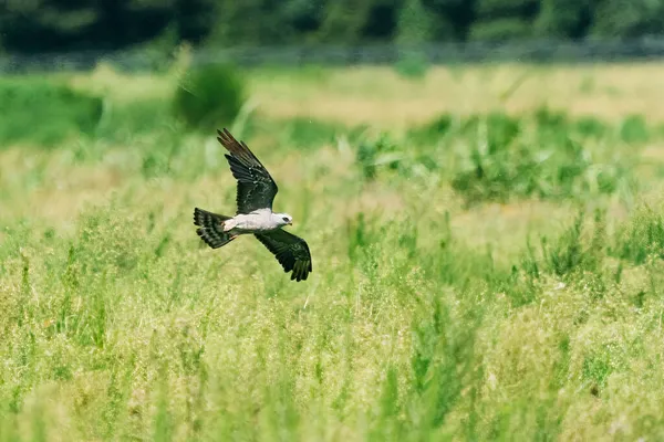 Pallid Harrier Bird Flying Field — Stock Photo, Image