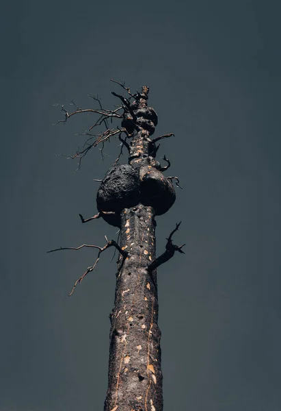 Waiprus Kanada Oktober 2021 Ein Kranker Baum Überlebt Einen Waldbrand — Stockfoto