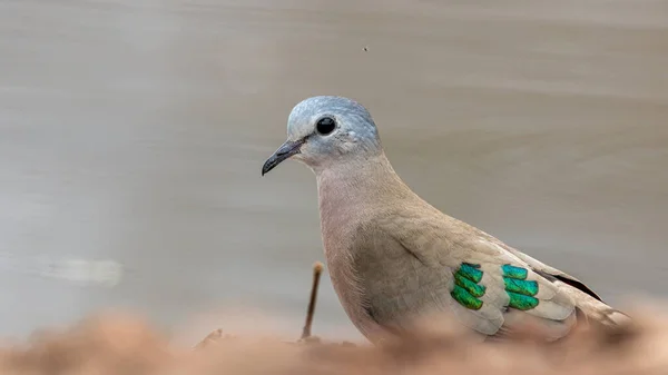 Closeup Streptopelia Bird Blurred Background — Stock Photo, Image