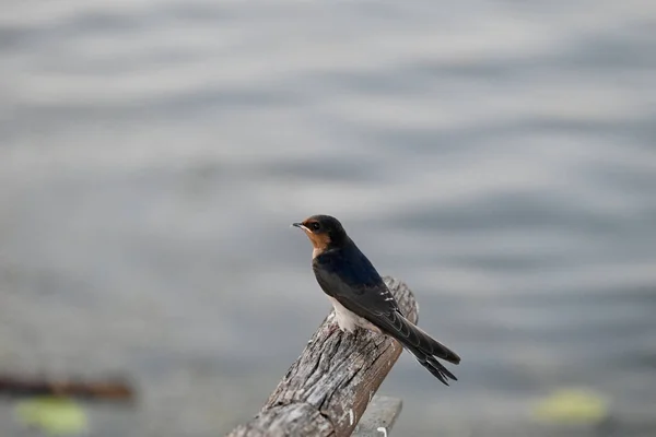Zbliżenie Jaskółki Ptaka Stojącego Suchym Pniu Drzewa Jeziorem Tle — Zdjęcie stockowe