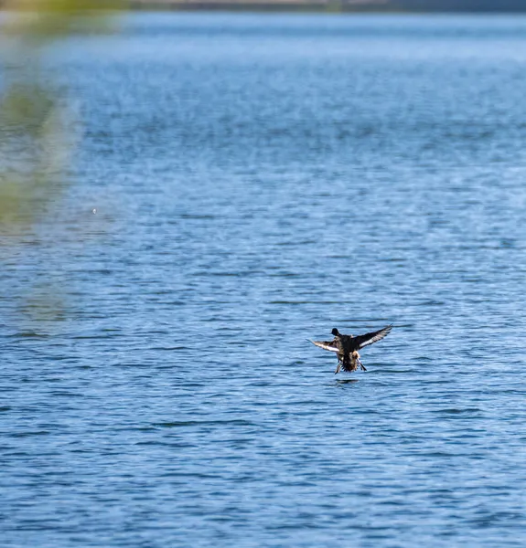 Pato Volando Sobre Superficie Seehamer Ver Lago Alpino Baviera Alemania — Foto de Stock