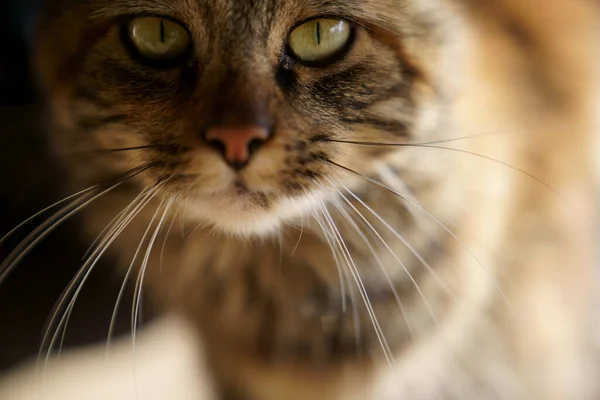 カメラを見ている美しい猫の頭と目のクローズアップ — ストック写真