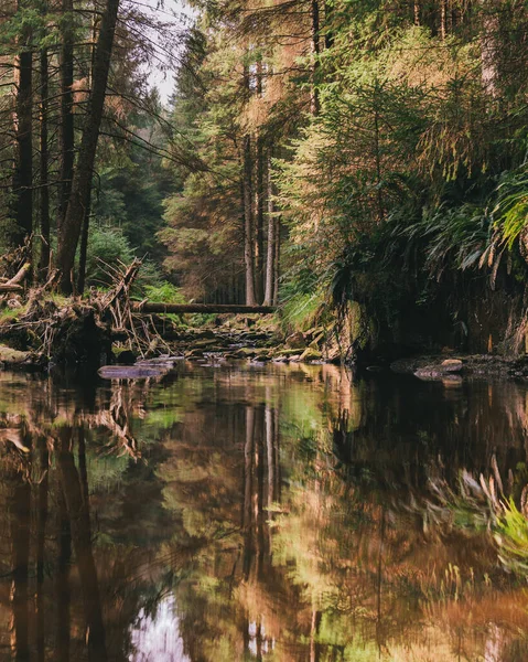 Bir Ormanın Dikey Görüntüsü Göldeki Ağaçların Yansımaları — Stok fotoğraf
