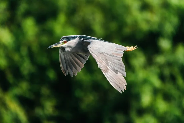Gran Pájaro Garza Volando Parque —  Fotos de Stock