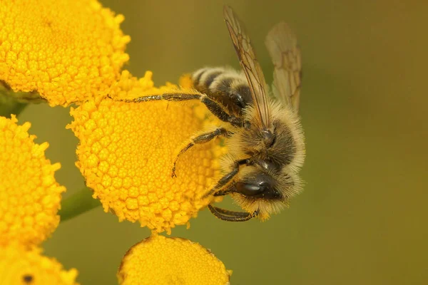 一只雄性黄腿蜜蜂身上的闭锁 一朵黄色的丹参花上的安德里娜跳蚤 坦那西图姆秃鹰 — 图库照片