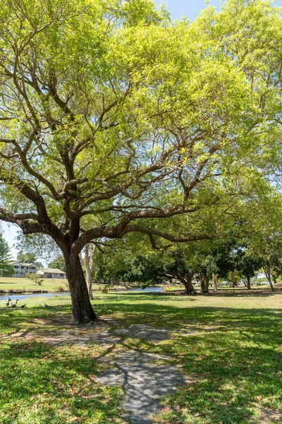 Piękne Ujęcie Ogrodu Drzewami — Zdjęcie stockowe