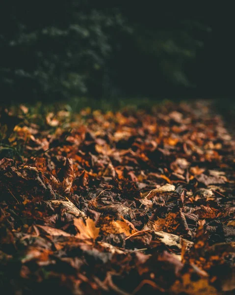 Gyönyörű Táj Kis Száraz Sárga Levelek Földön Erdőben — Stock Fotó