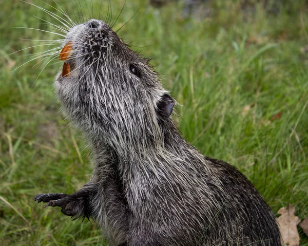 Οριζόντια Φωτογραφία Του Αμερικανικού Nutria Myocastor Coypus — Φωτογραφία Αρχείου