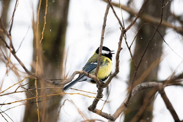 Closeup Shot Great Tit Snowy Forest — Stockfoto