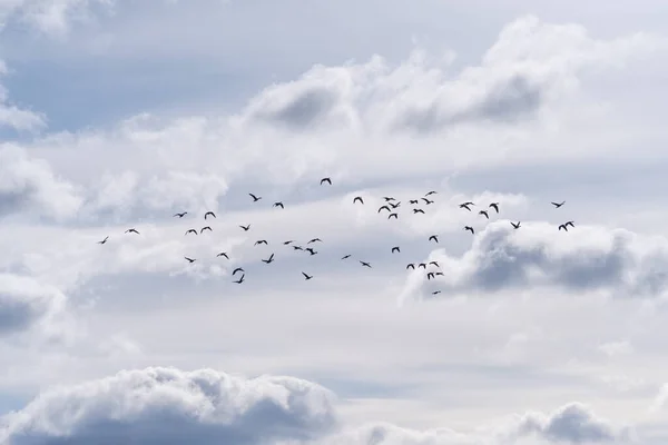 Μια Όμορφη Θέα Ενός Σμήνους Πουλιών Που Πετούν Ένα Συννεφιασμένο — Φωτογραφία Αρχείου