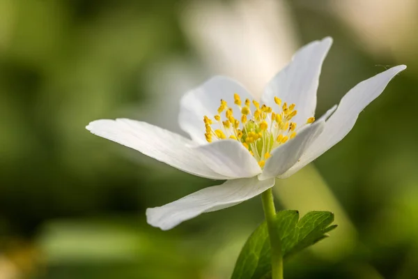 Single Blooming Wood Anemone Sunshine — Stock Photo, Image