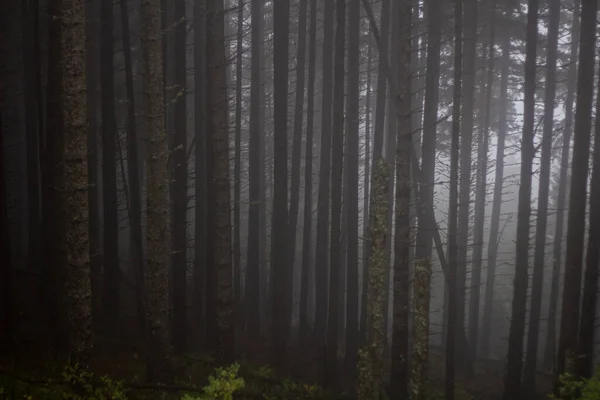 Uma Floresta Densa Dia Nebuloso — Fotografia de Stock