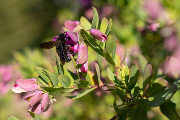 Abelha Carpinteiro Recolhe Néctar Flores Rosa — Fotografia de Stock