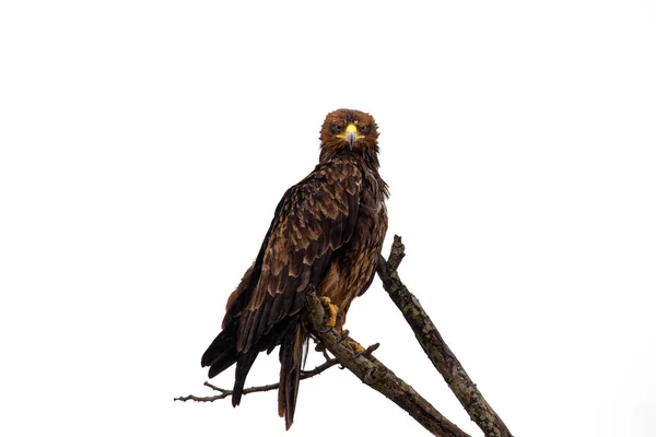 Hawk Perched Tree Branch Field Daylight — Stock Photo, Image