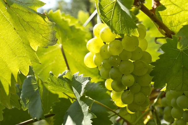 Селективный Фокус Снимок Зеленого Винограда Винограднике — стоковое фото