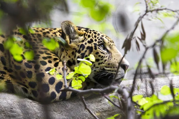 Een Ondiepe Focus Van Een Mooie Tijger Jaguar Het Leggen — Stockfoto