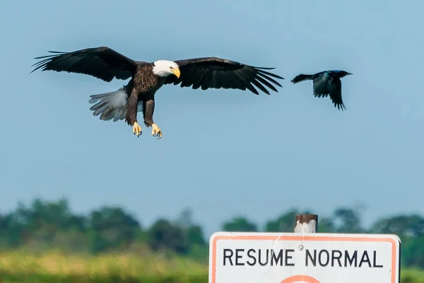 Красивий Знімок Лисий Орел Чорний Птах Летить Небі — стокове фото