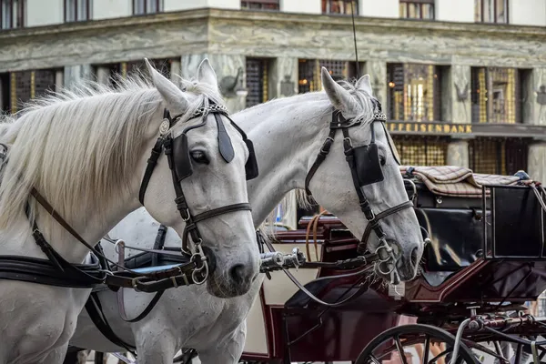 Primer Plano Sofá Con Dos Caballos Blancos Hofburg Viena Austria — Foto de Stock