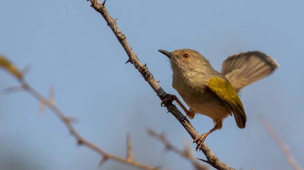 Close Velho Mundo Flycatcher Empoleirado Ramo — Fotografia de Stock