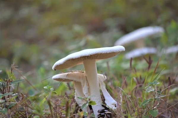 Closeup White Mushrooms Growing Forest — Stock Photo, Image