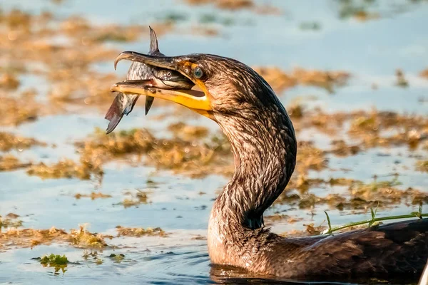 Tiro Perto Grande Pássaro Corvo Marinho Segurando Peixe Seu Bico — Fotografia de Stock