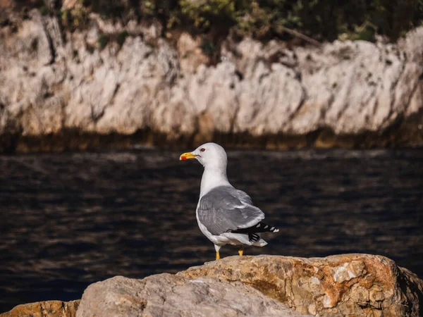 Closeup Seagull Perched Rock Outdoors Monaco — Stock Photo, Image