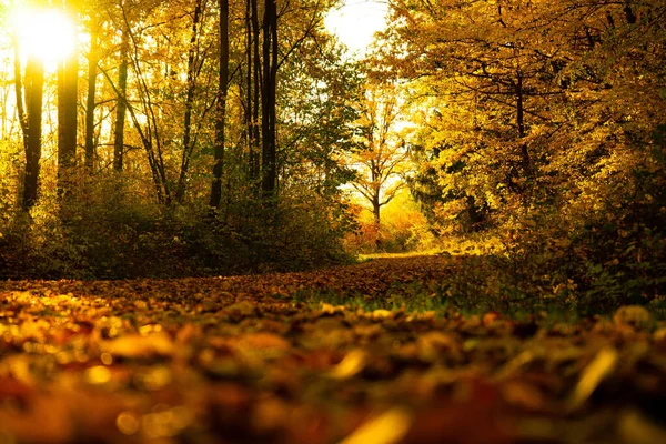 Piękny Strzał Słonecznego Dnia Pomarańczowym Zielonym Jesiennym Parku — Zdjęcie stockowe