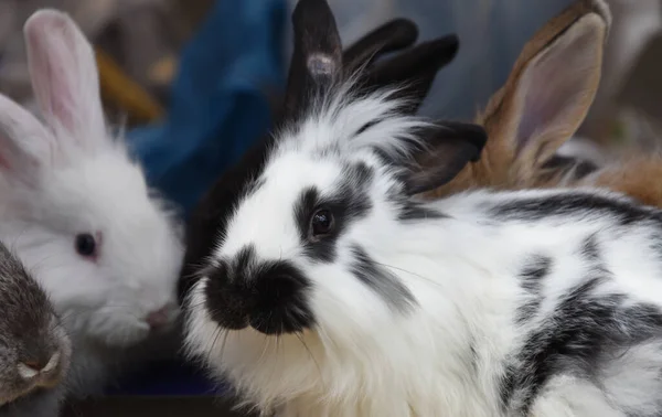 Selektiv Søte Små Kaniner – stockfoto