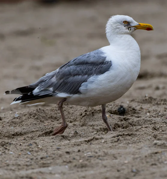 Gros Plan Une Mouette Sur Plage — Photo