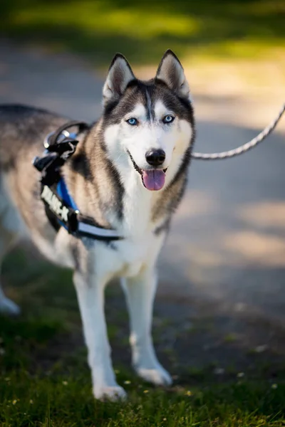 Egy Függőleges Felvétel Egy Gyönyörű Husky Kutyáról Pórázon — Stock Fotó