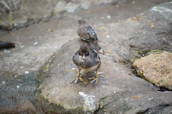 Una Vista Panorámica Patos Pie Sobre Una Superficie Rocosa — Foto de Stock