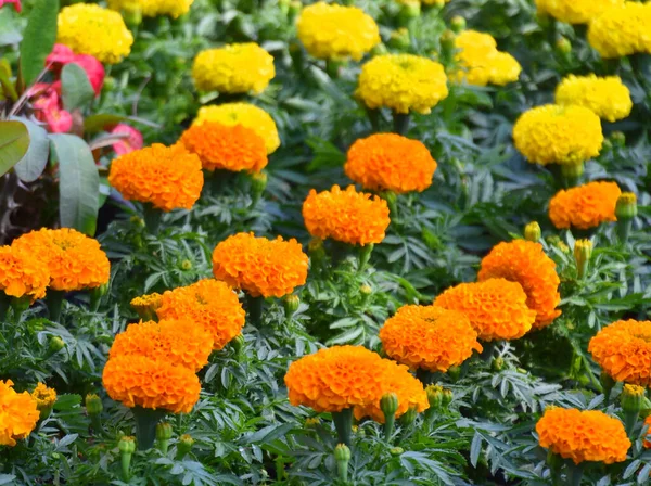 Selective Beautiful Marigolds Garden — Stock Photo, Image