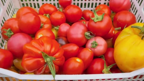 Tomates Frescos Una Canasta — Vídeo de stock