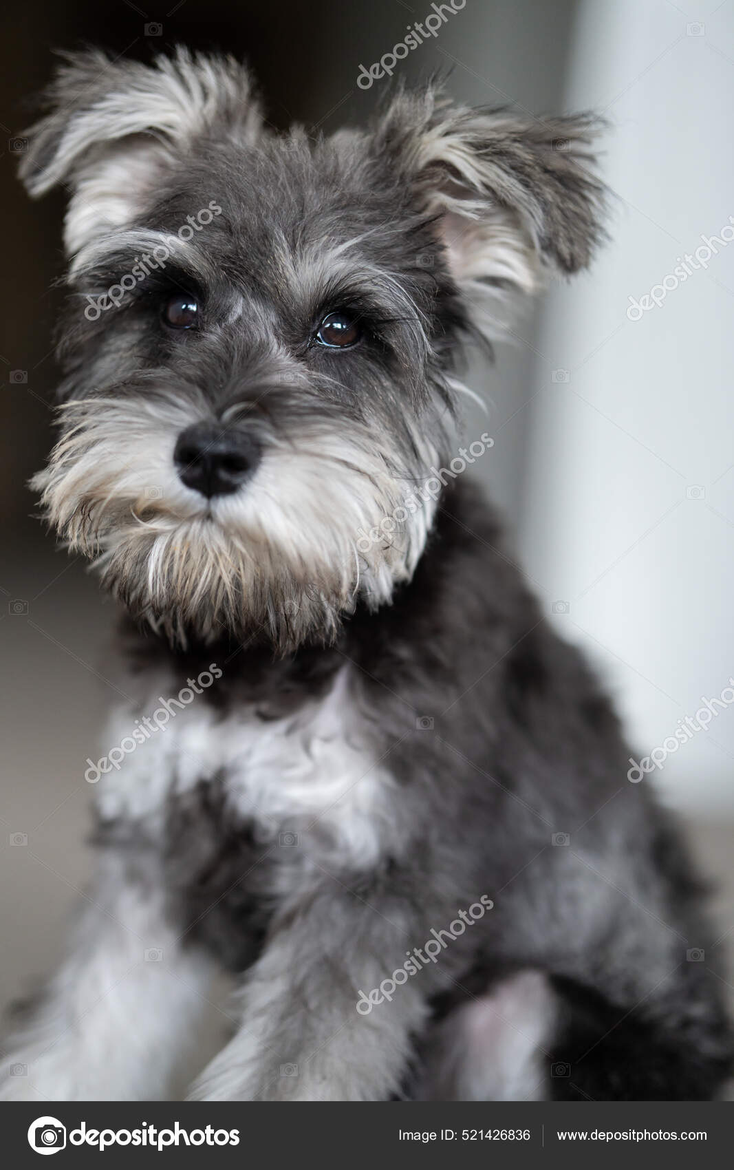 Escala Grises Schnauzer Miniatura — Foto de stock #521426836 © Wirestock, image size:1067x1700