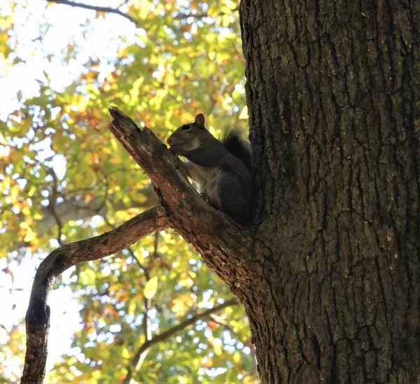 Ein Niedliches Eichhörnchen Sitzt Auf Einem Abgebrochenen Ast — Stockfoto