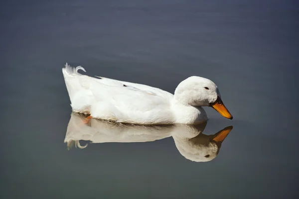 Una Vista Panorámica Pato Blanco Nadando Pacíficamente Lago — Foto de Stock