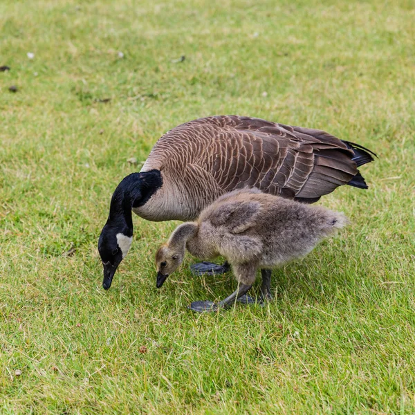 Close Ganso Canadá Com Seu Gosling Grama Comer — Fotografia de Stock