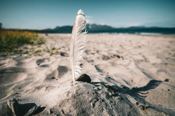 Closeup White Feather Sand — Stock Photo, Image