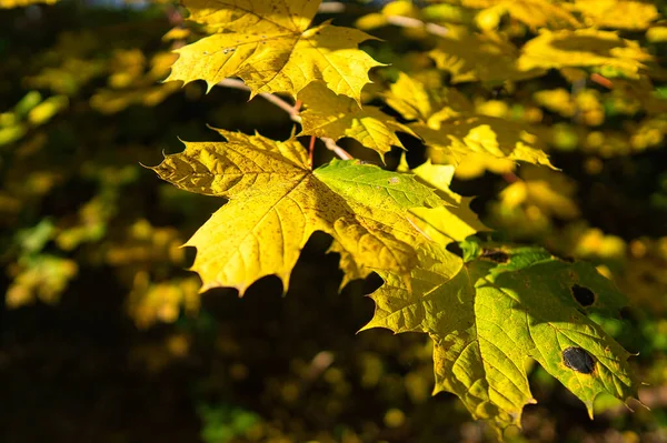 Listoví Barevný Podzim Slunečním Svitu — Stock fotografie