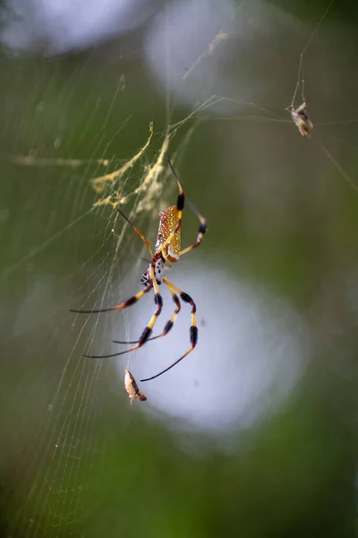 蜘蛛网上的尼泊尔蜘蛛的一个宏 — 图库照片