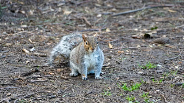 Cute Squirrel Sitting Ground — Stock Photo, Image