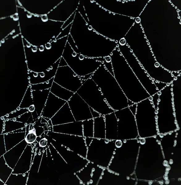 Primo Piano Una Ragnatela Con Gocce Acqua Uno Sfondo Nero — Foto Stock