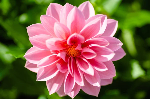 Gros Plan Une Belle Fleur Dahlia Rose Dans Jardin — Photo