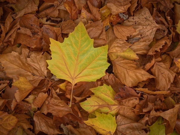 Deep Layer Golden Dry Autumn Leaves Lying Floor — Stock Photo, Image