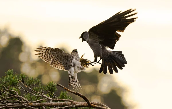 Cheeky Crow Bully Sparrowhawk — Stock Photo, Image